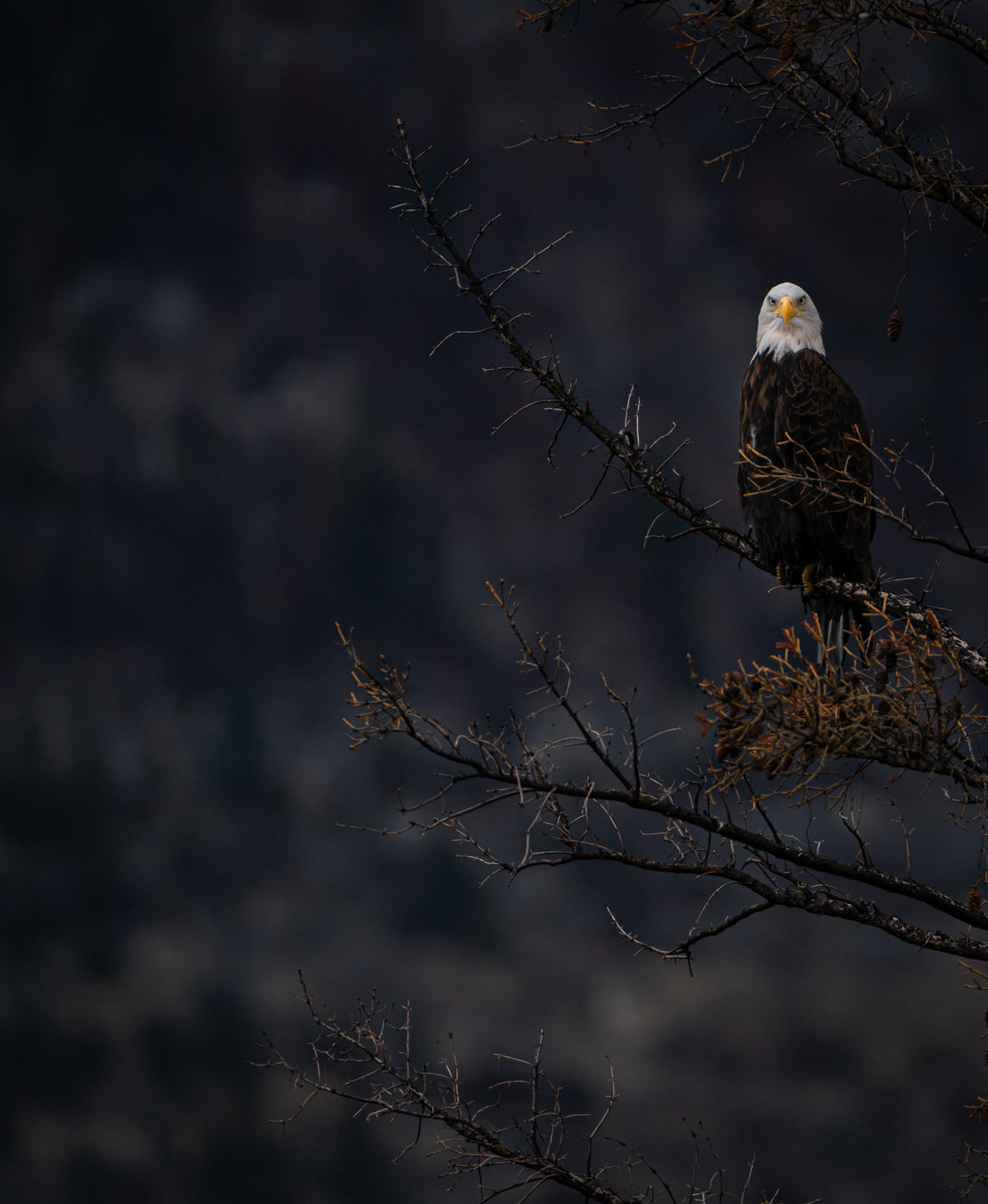 White Crest